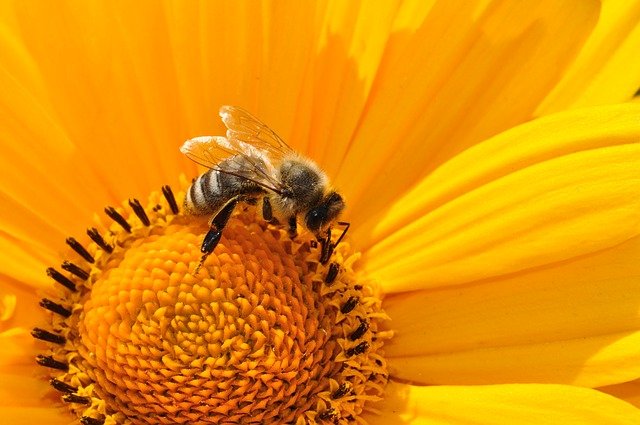 Heuschnupfen und Pollenflug